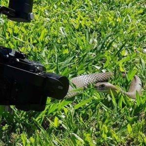 snake filming