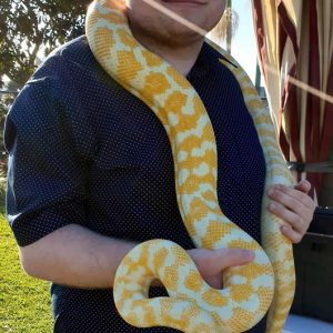 snake scarf