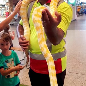 snake_yellow_coles