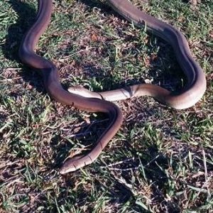 woodie and kalamata snakes
