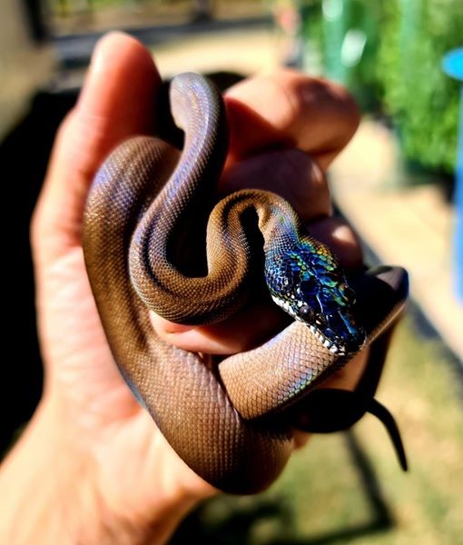 white-lipped-python